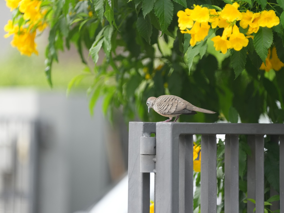 Zebra Dove - ML638353085