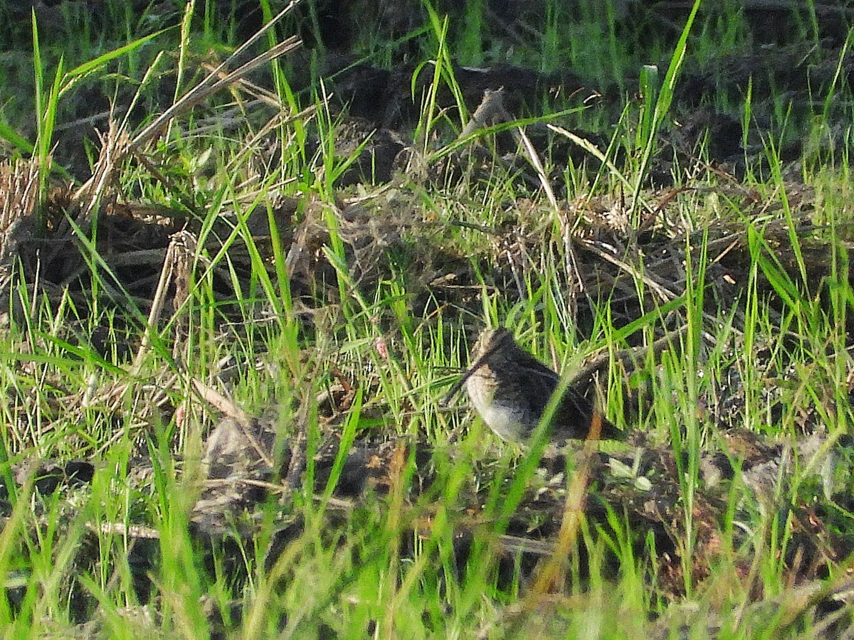 Agachadiza Común - ML638353086