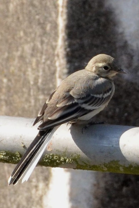 Lavandera Blanca - ML638353091