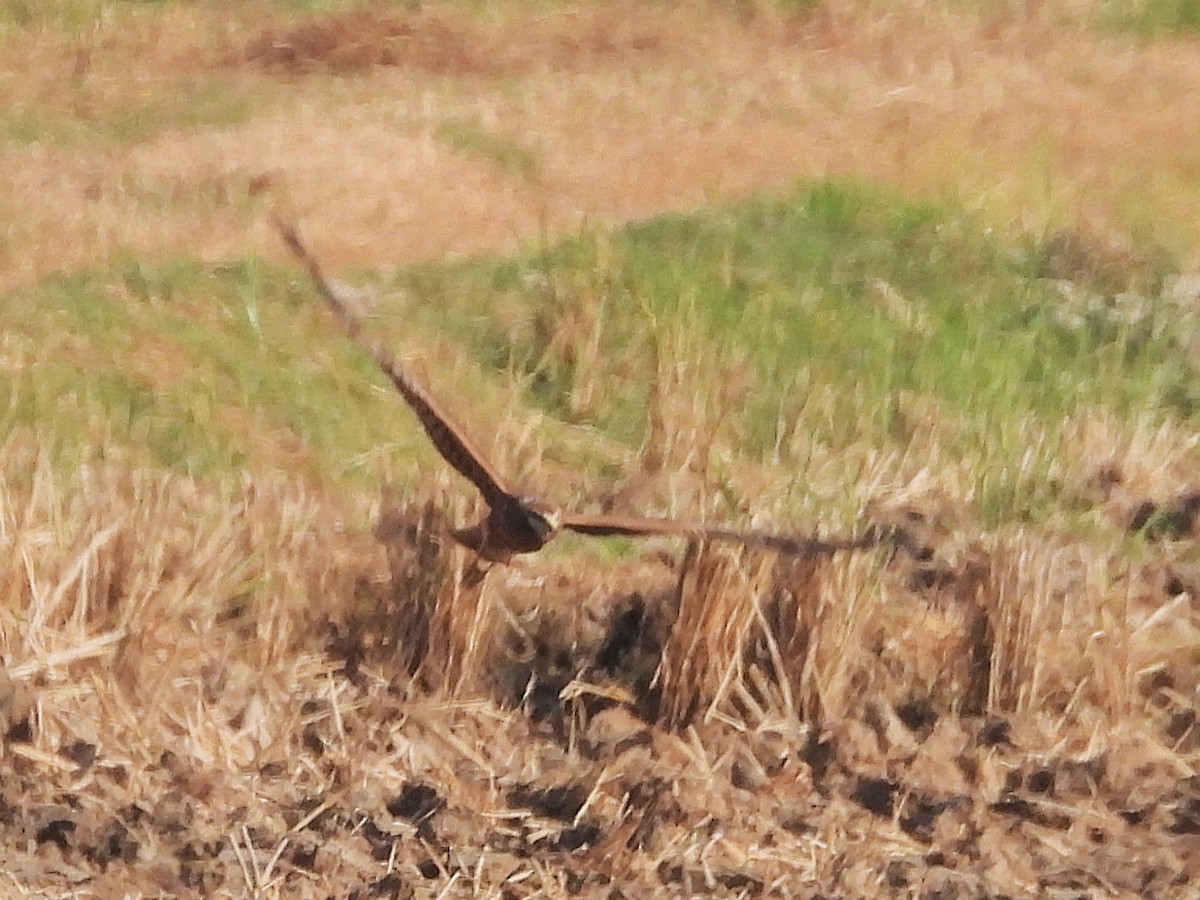 Pied Harrier - ML638353095