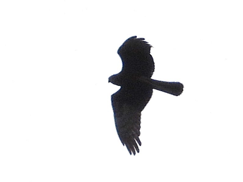 Pied Harrier - ML638353096