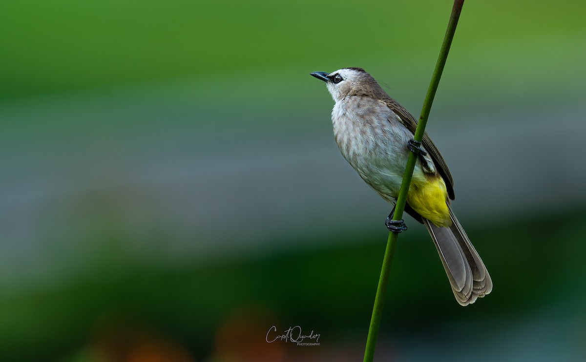 Bulbul goiavier - ML638353111