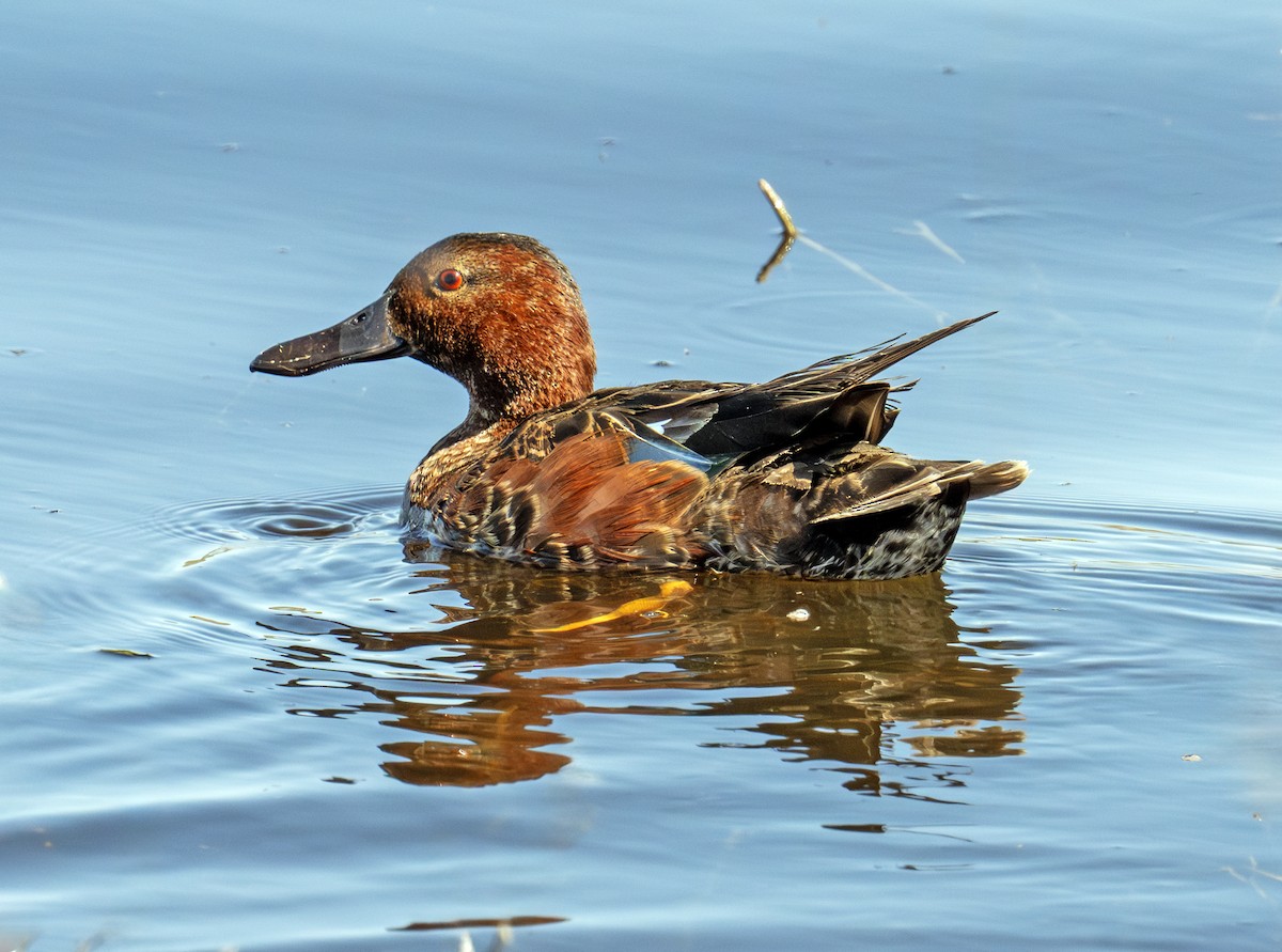 Cinnamon Teal - ML638353112