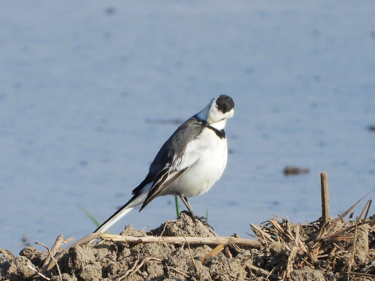 Lavandera Blanca - ML638353146