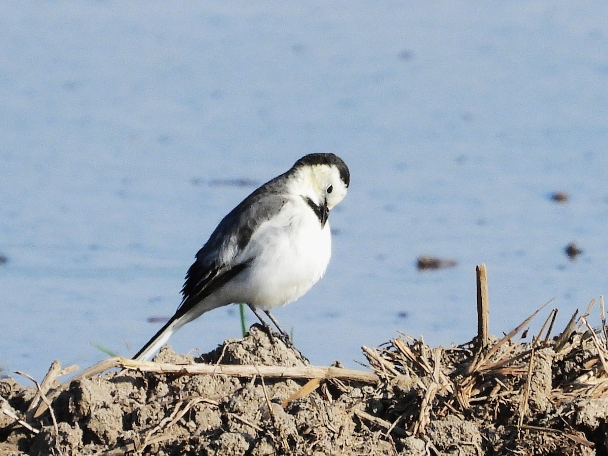 Lavandera Blanca - ML638353147