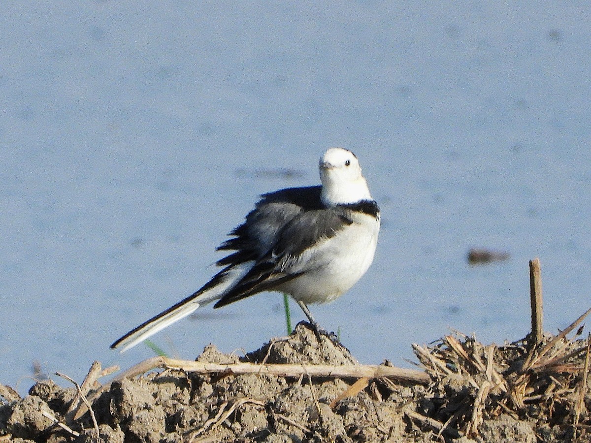 Lavandera Blanca - ML638353149