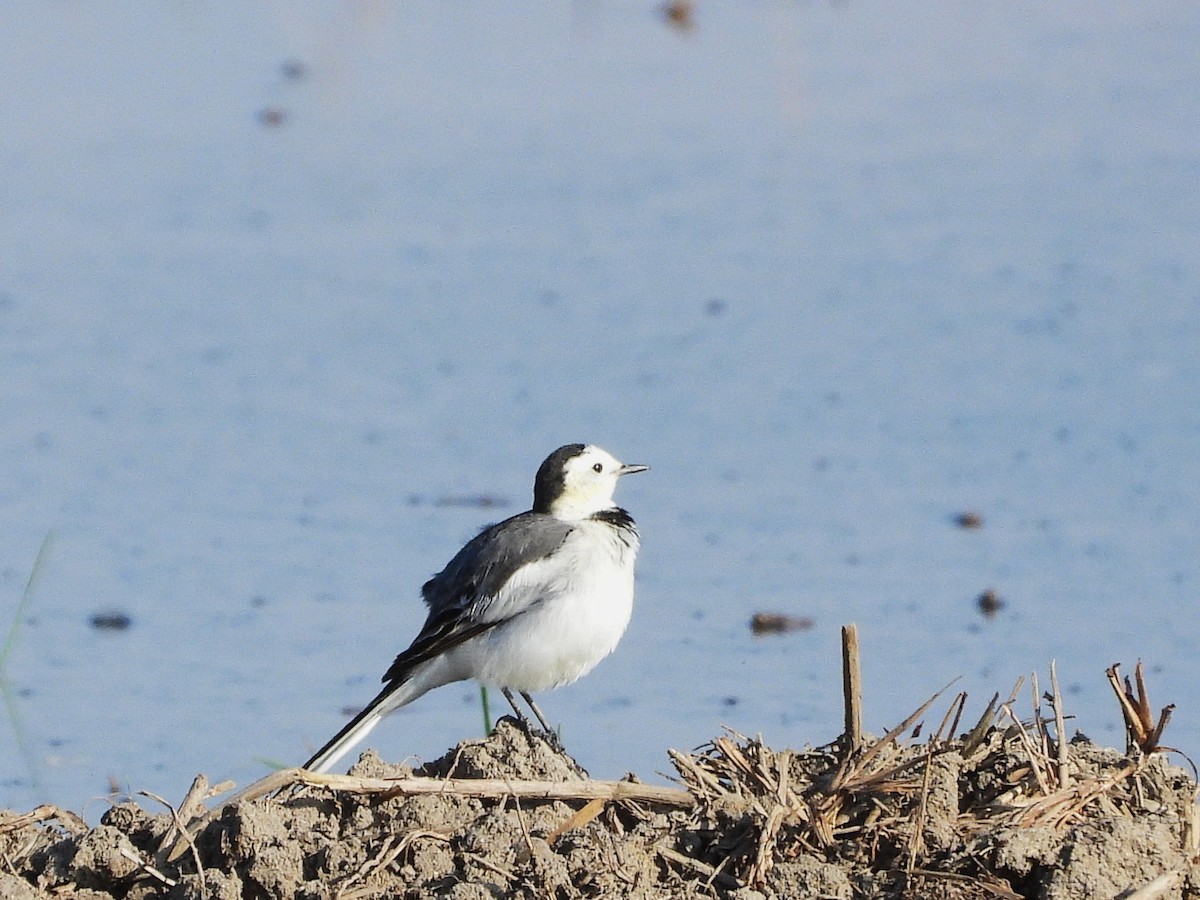 Lavandera Blanca - ML638353150