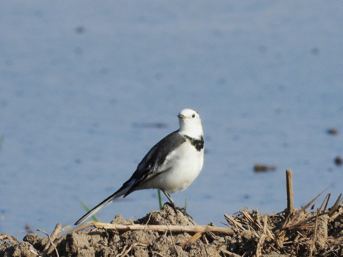 Lavandera Blanca - ML638353151