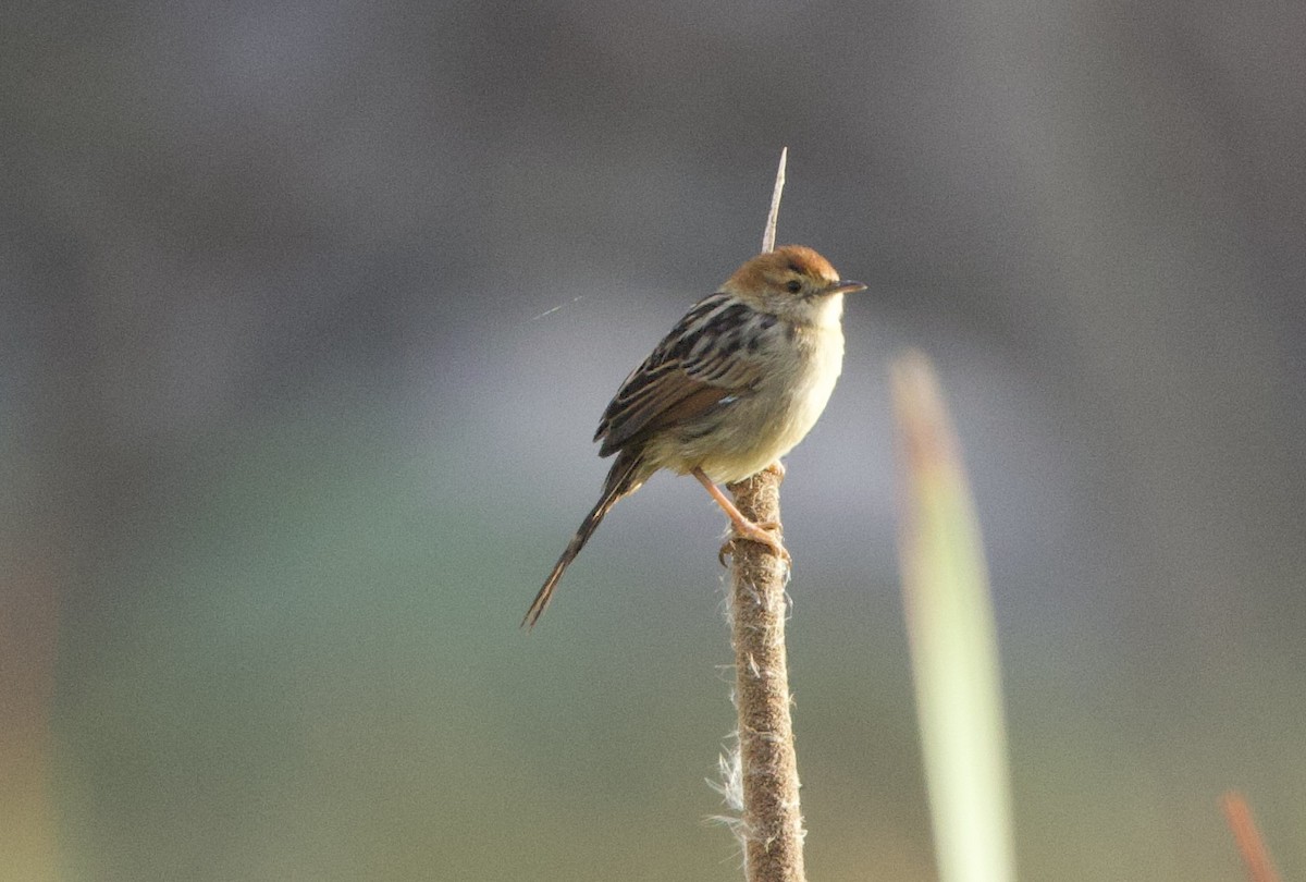 Levaillant's Cisticola - ML638353153