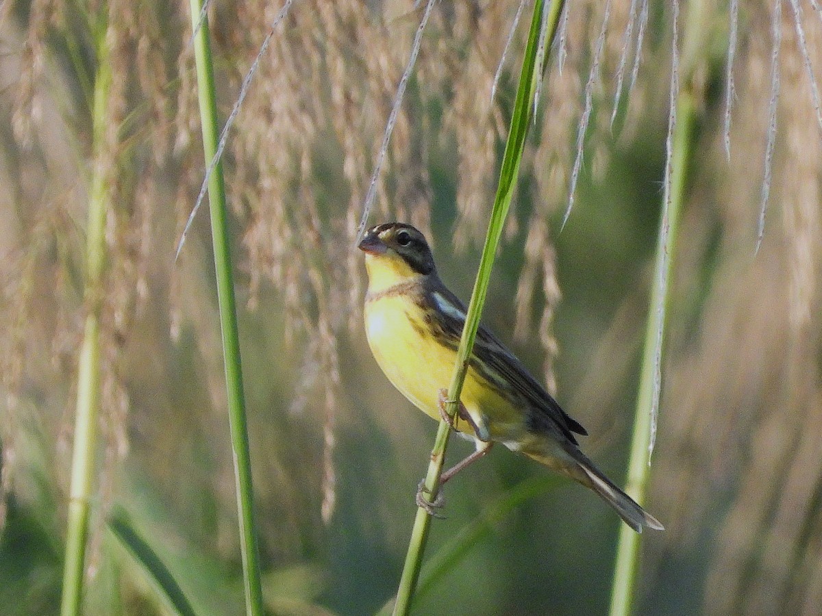 Berdantza papohoria - ML638353163