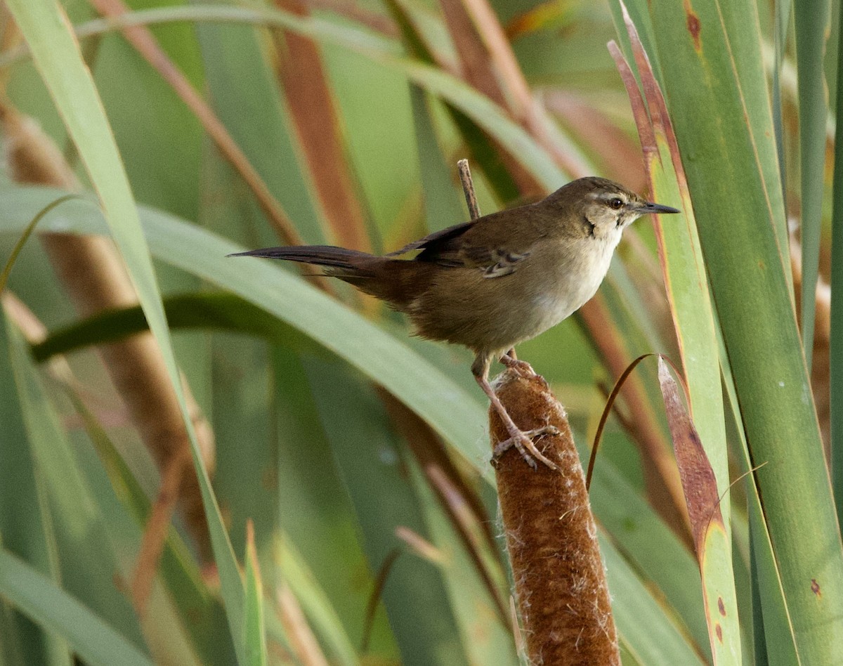 Little Rush Warbler - ML638353164