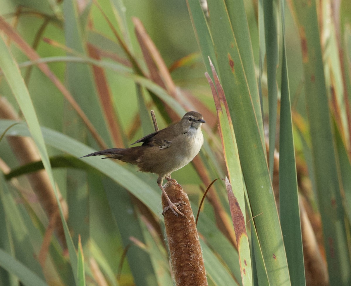 Little Rush Warbler - ML638353168