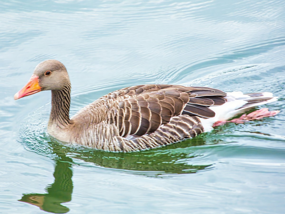Graylag Goose (European) - ML638353171
