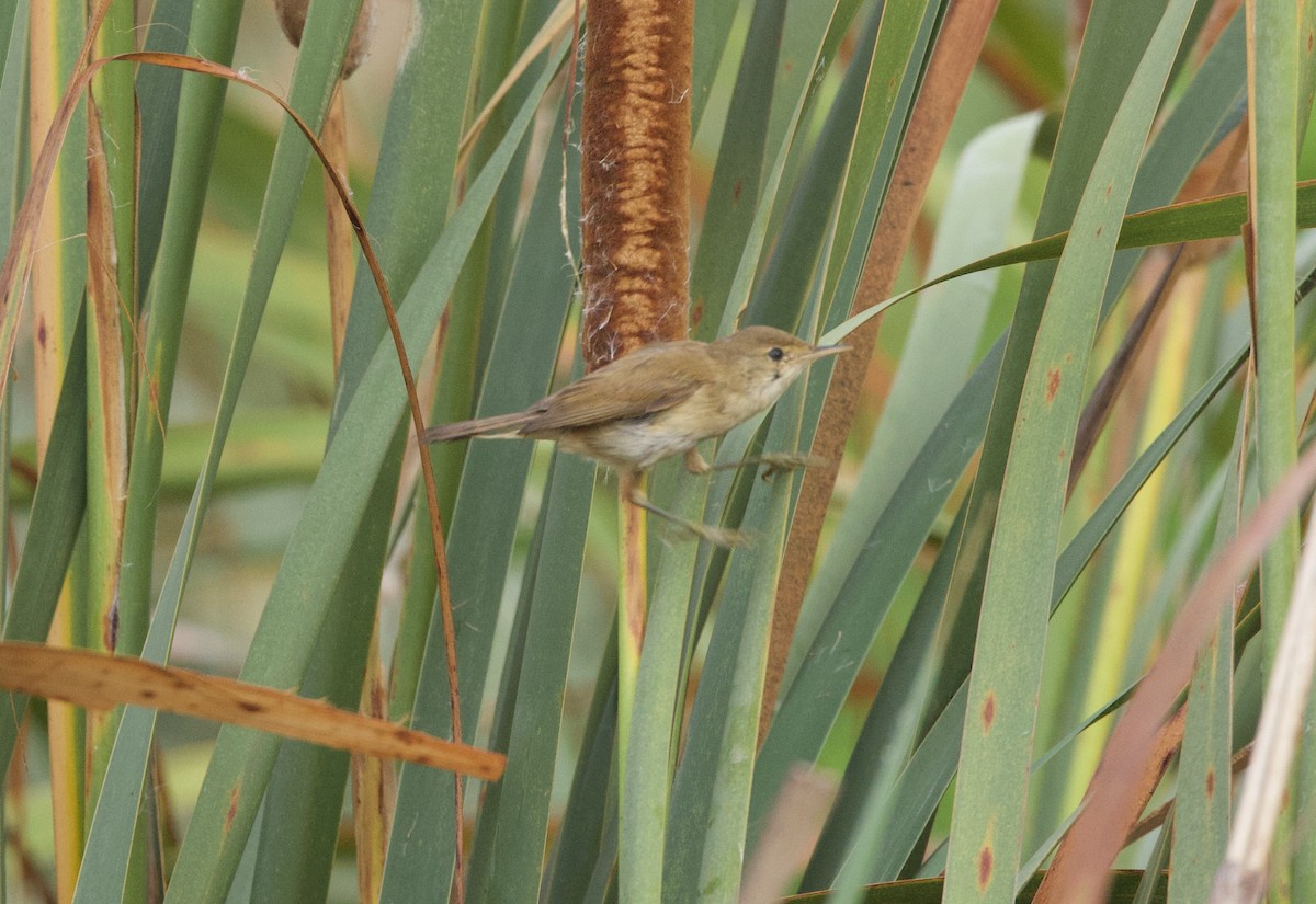 Lezkari arrunta [baeticatus Taldekoa] - ML638353177