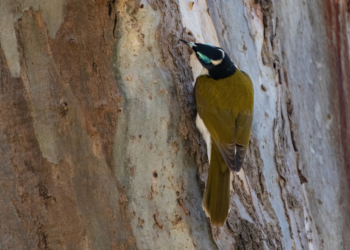 Blue-faced Honeyeater - ML638353184