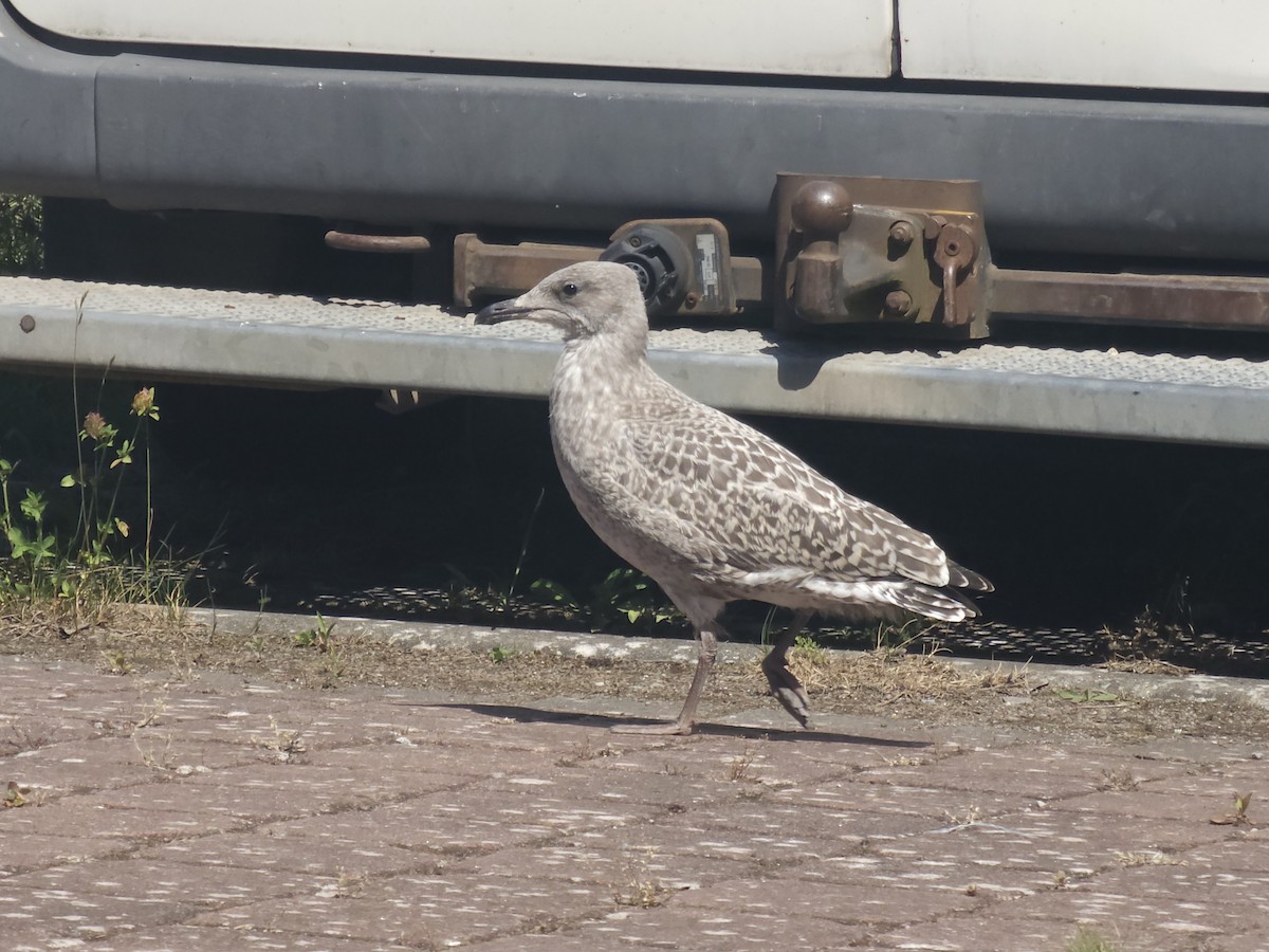 European Herring Gull - ML638353199