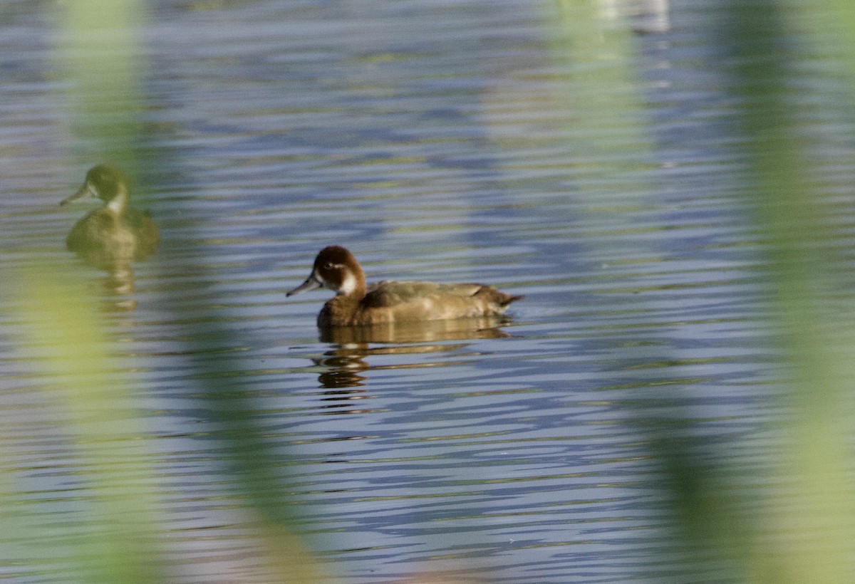 Southern Pochard - ML638353208