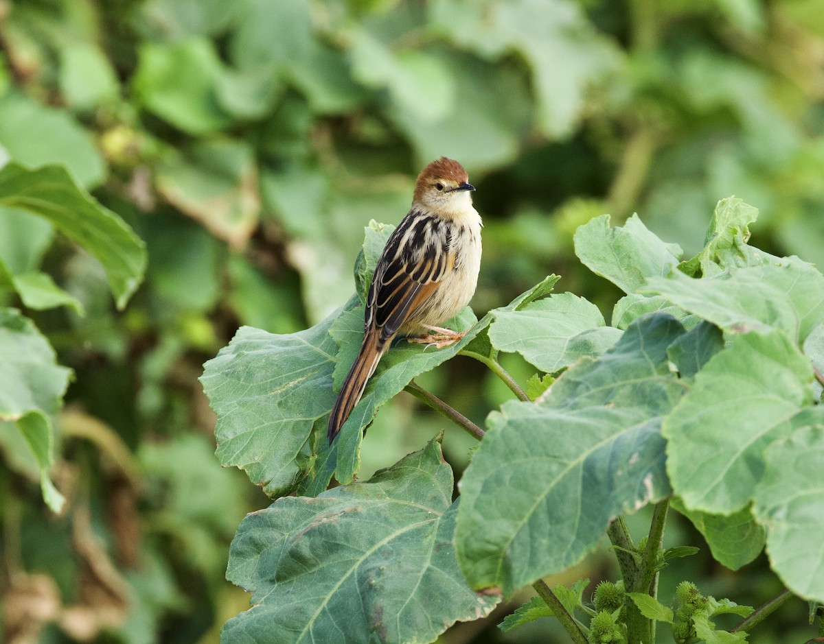 Levaillant's Cisticola - ML638353213