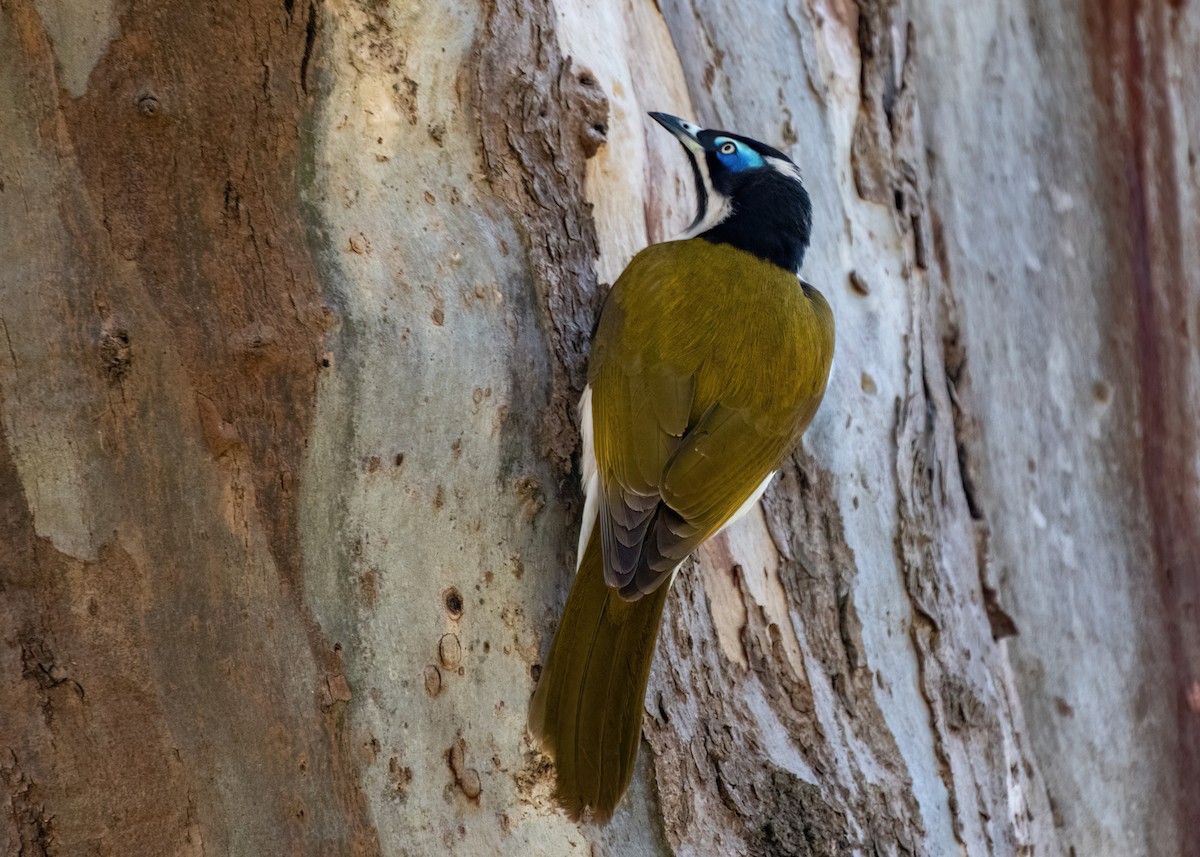 Blue-faced Honeyeater - ML638353219