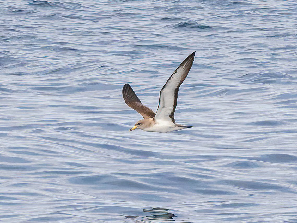 Cory's Shearwater - ML638353263
