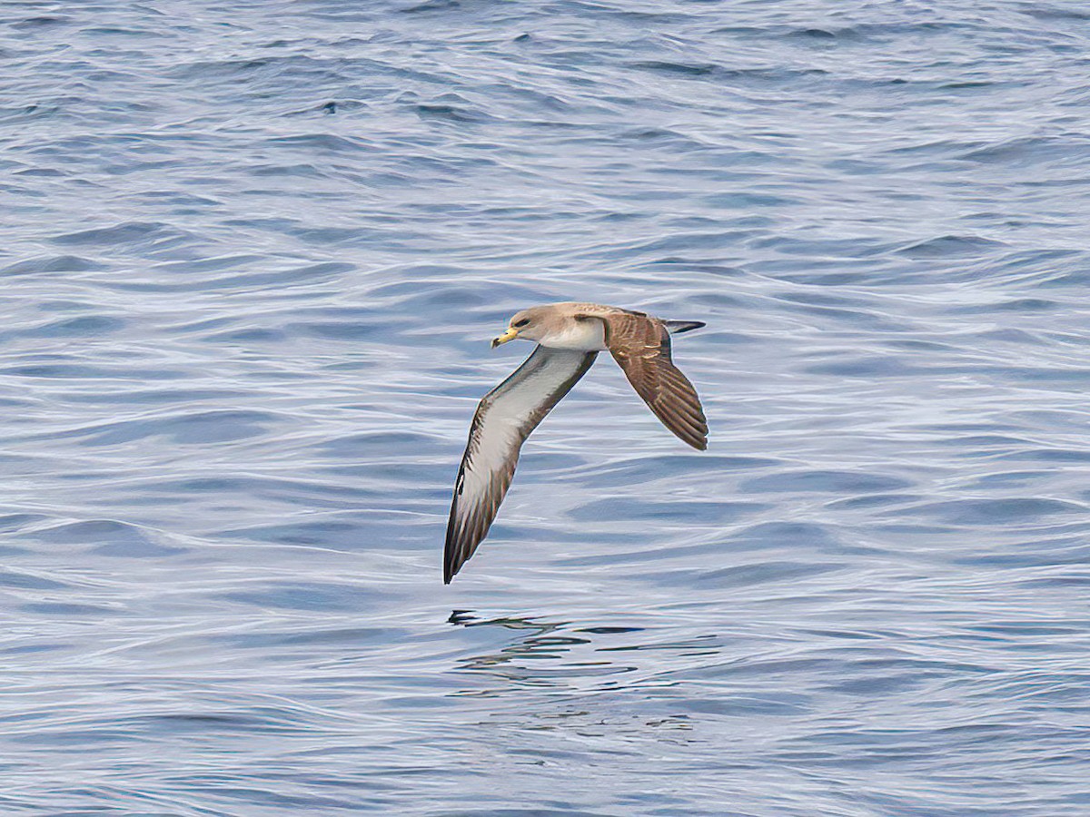 Cory's Shearwater - ML638353266