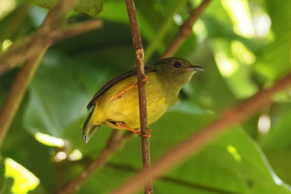 Manakin à col blanc - ML638353269