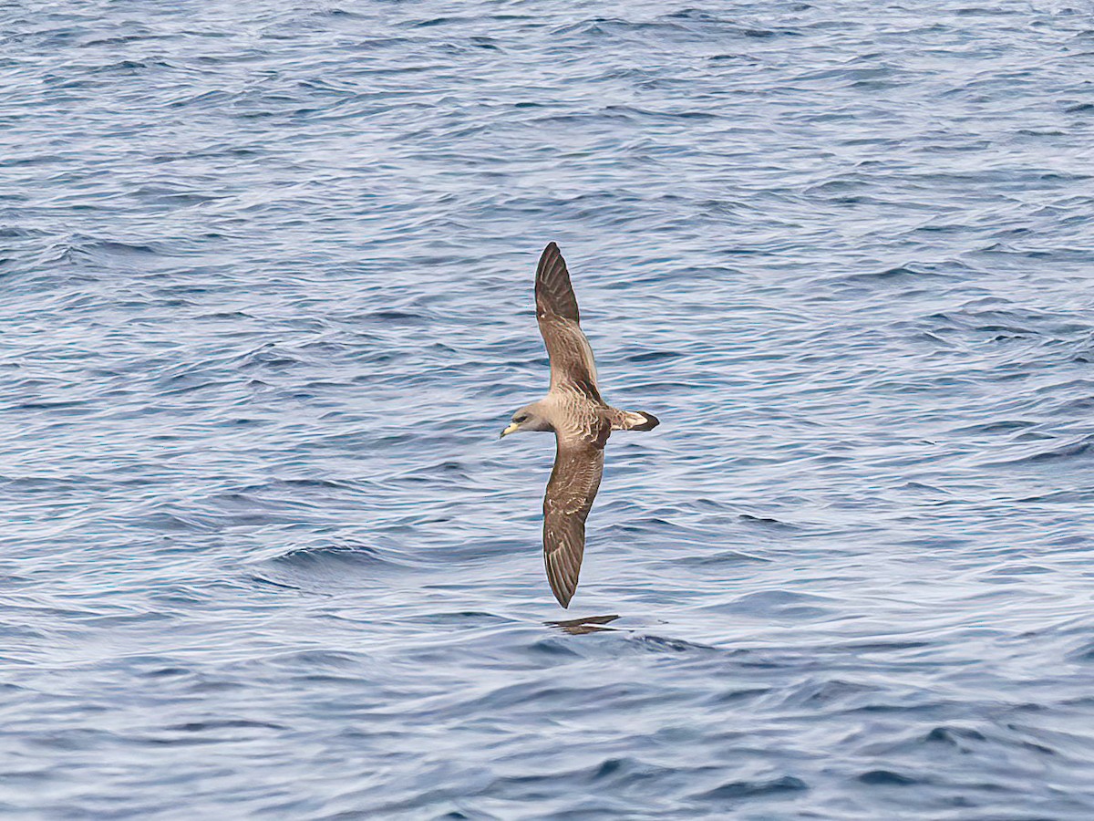 Cory's Shearwater - ML638353271