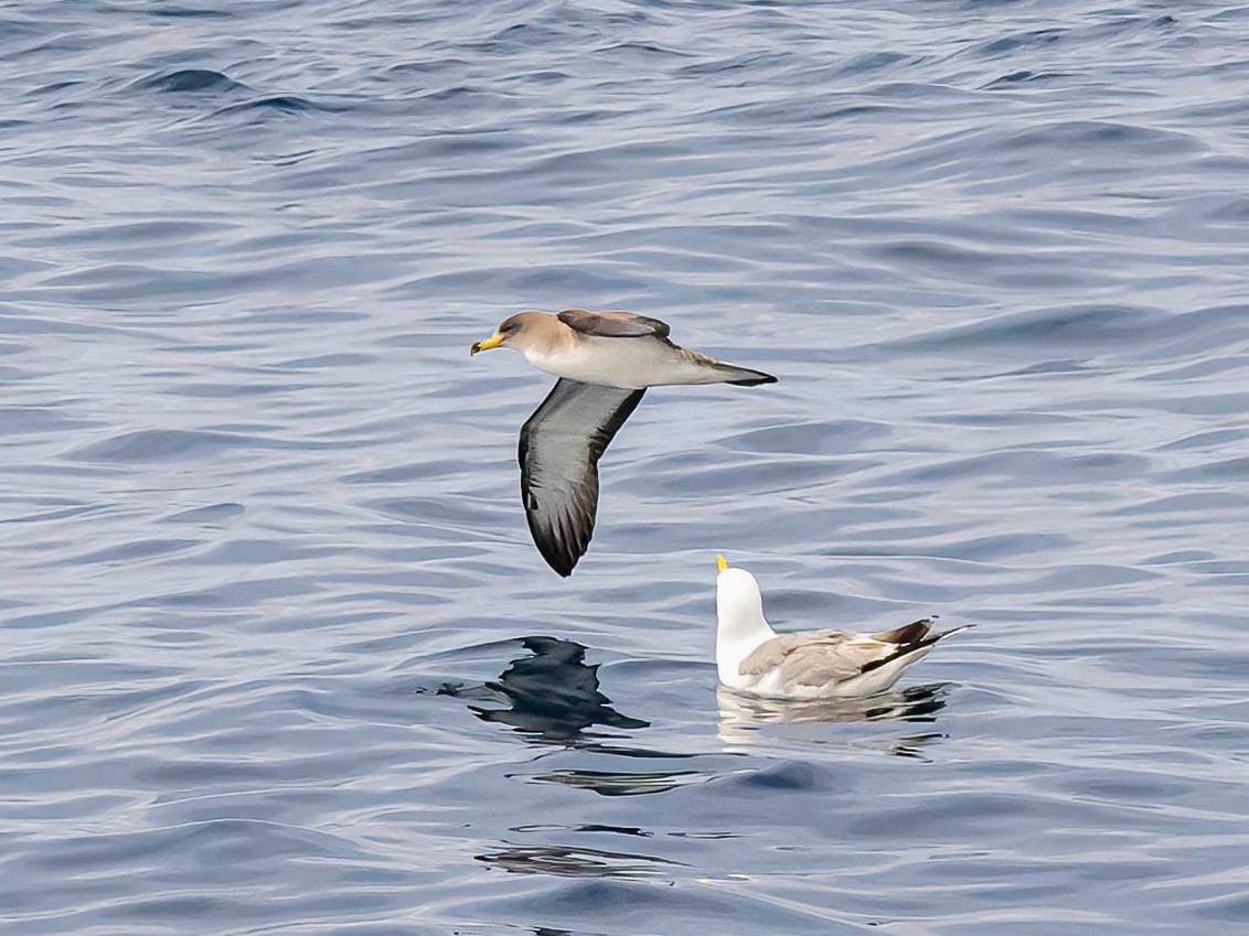 Cory's Shearwater - ML638353273
