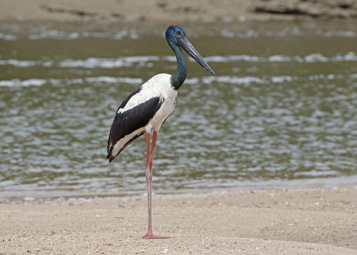 Jabiru asiarra - ML638353276