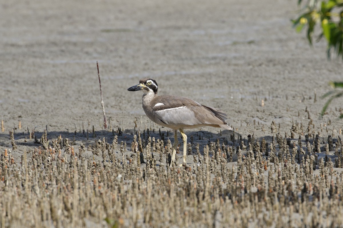 Beach Thick-knee - ML638353280