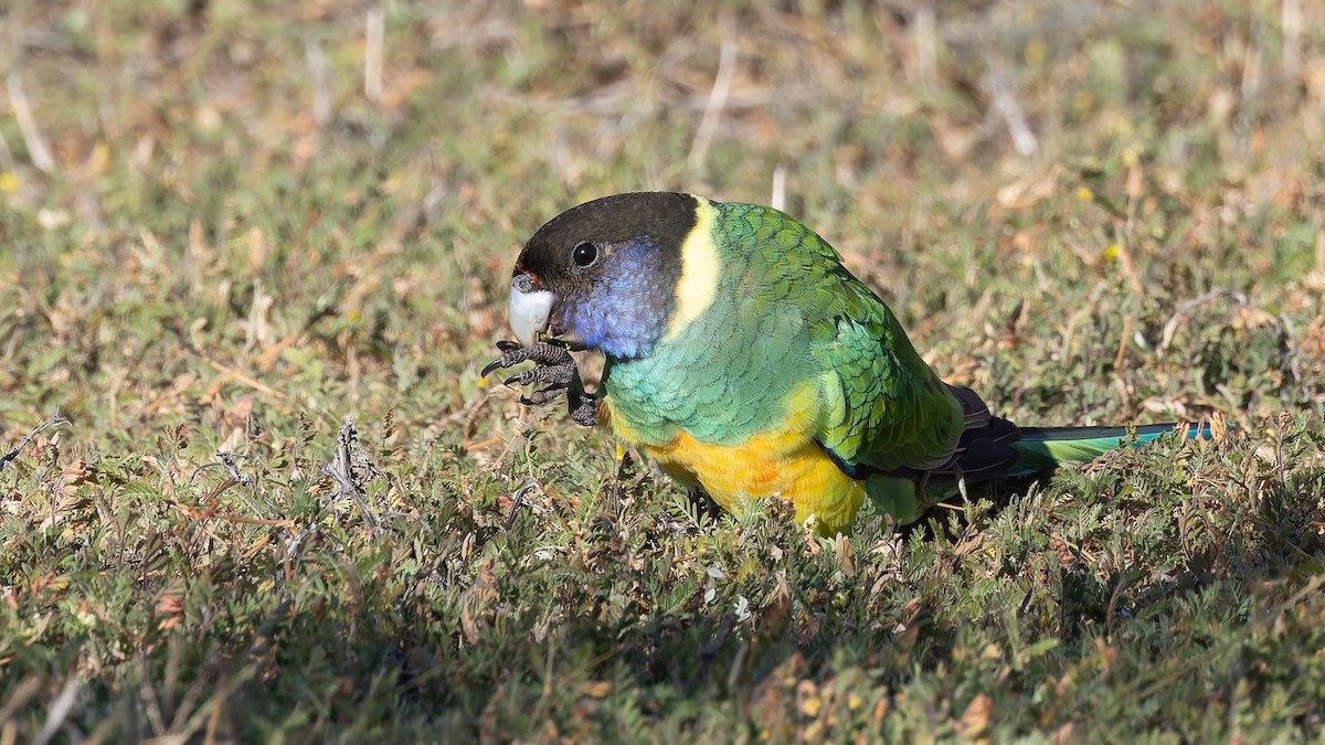 Australian Ringneck - ML638353291
