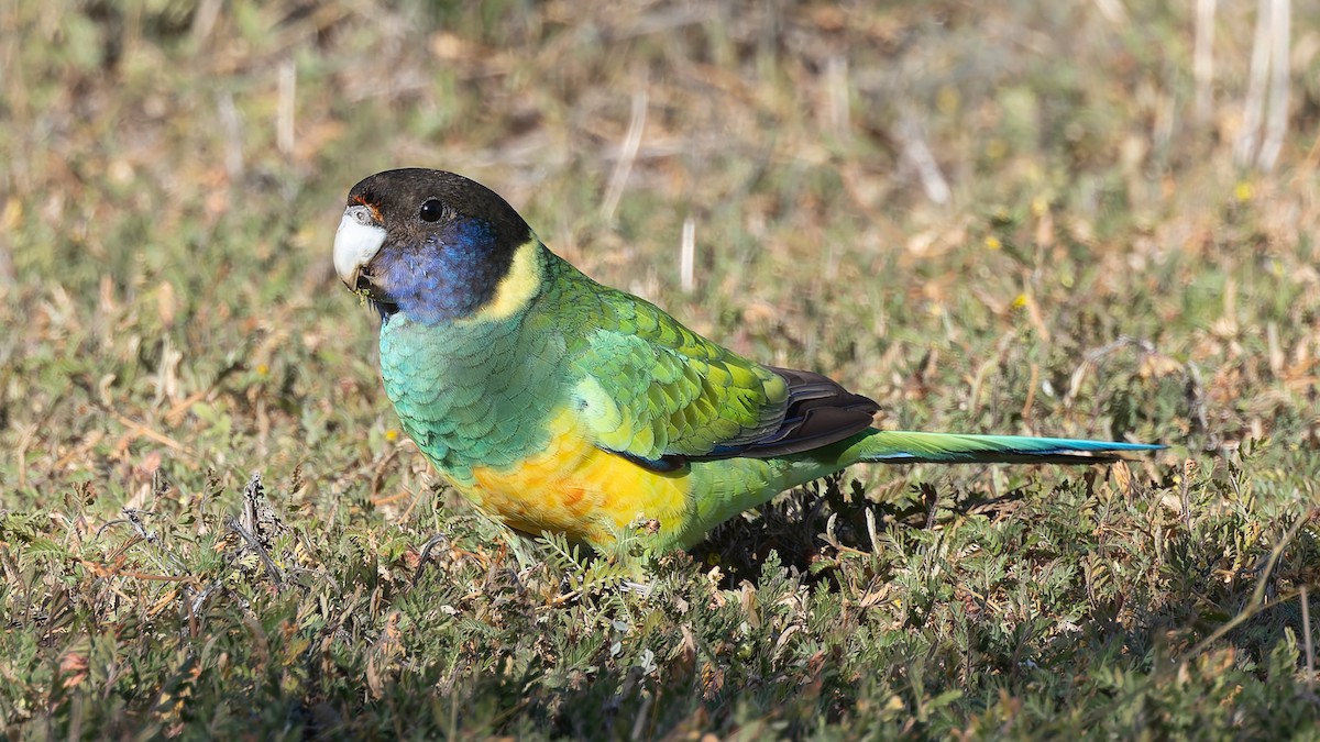 Australian Ringneck - ML638353292