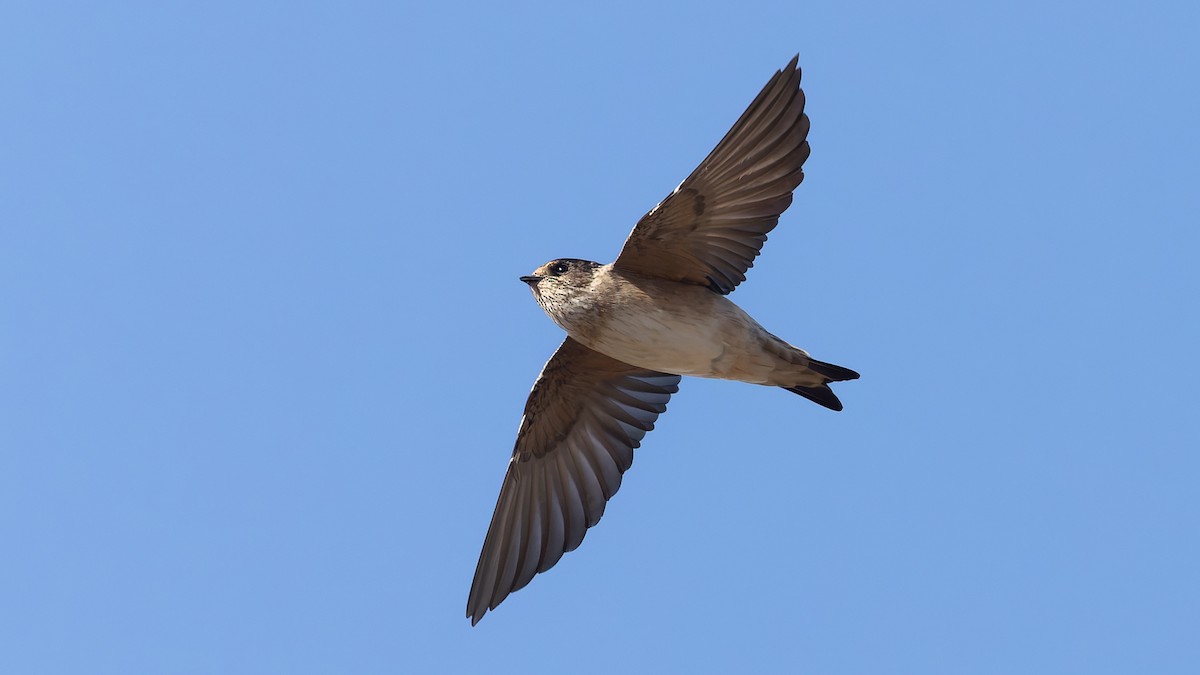 Tree Martin - ML638353297