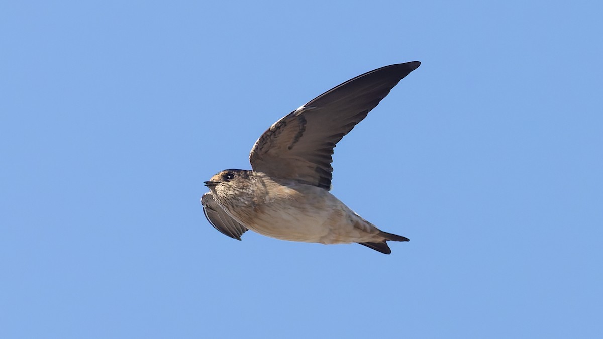 Tree Martin - ML638353298