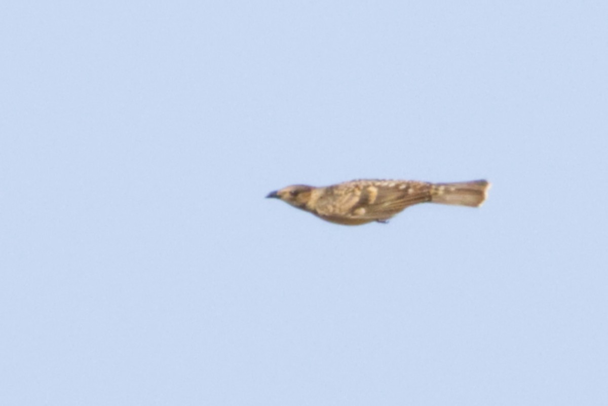Spotted Bowerbird - ML638353308