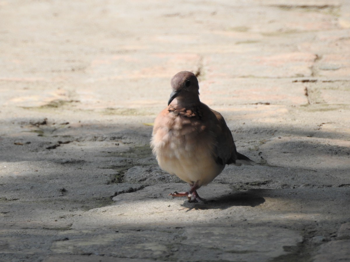 Laughing Dove - ML638353311