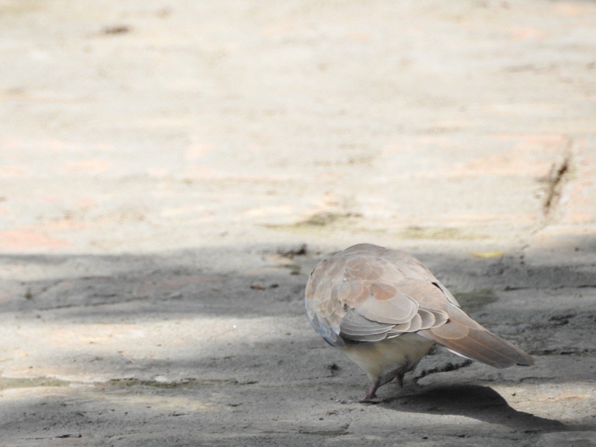 Laughing Dove - ML638353312