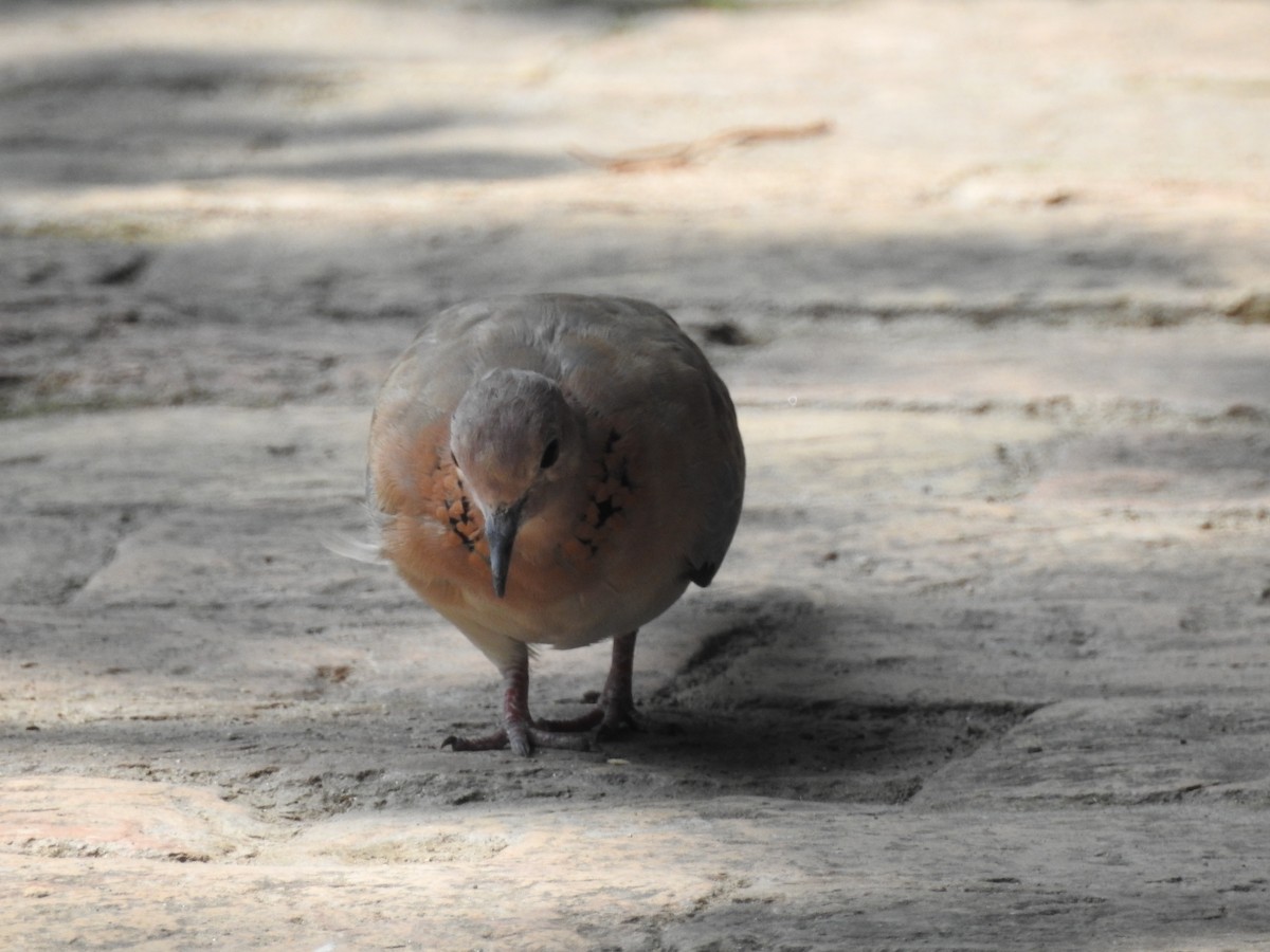 Laughing Dove - ML638353313