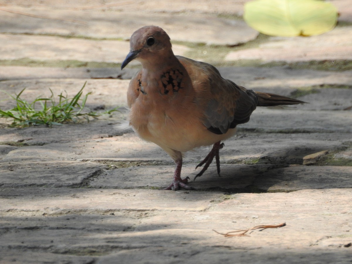 Laughing Dove - ML638353314