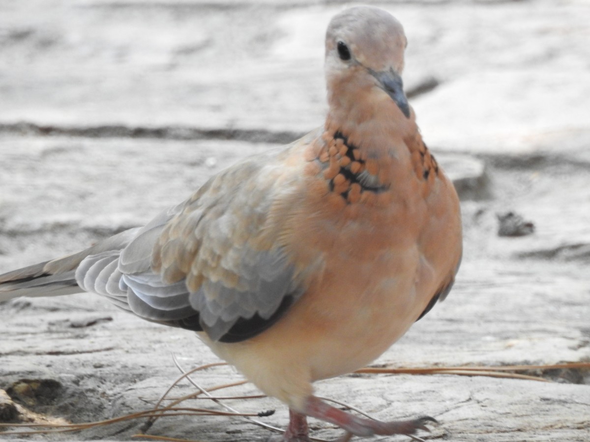 Laughing Dove - ML638353315
