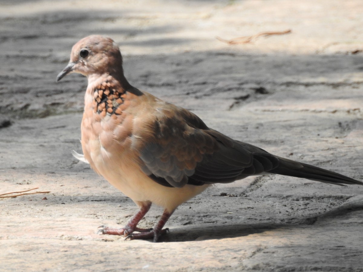 Laughing Dove - ML638353316