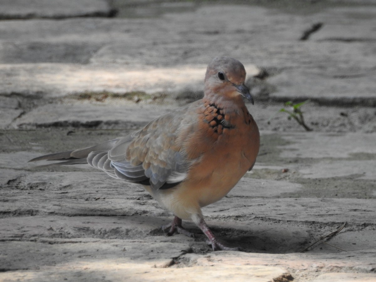 Laughing Dove - ML638353318