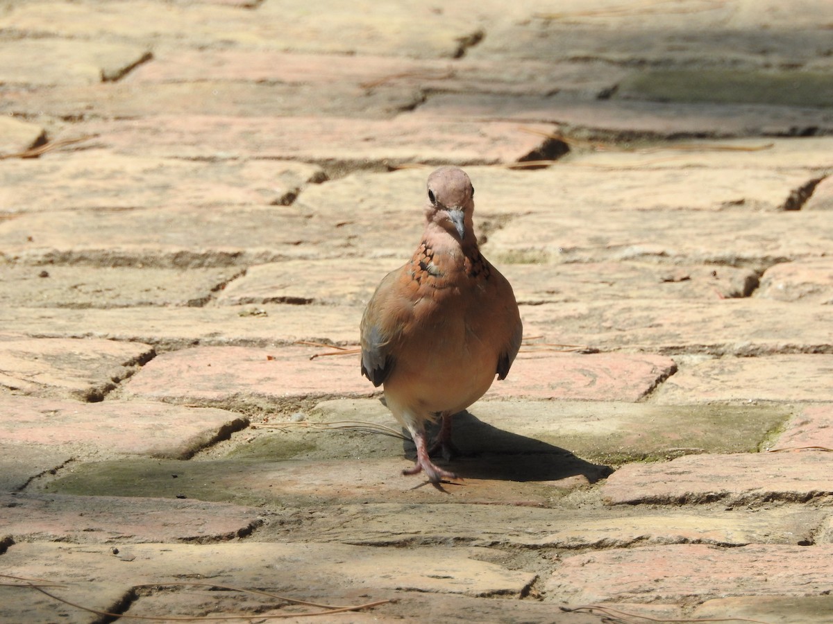 Laughing Dove - ML638353319