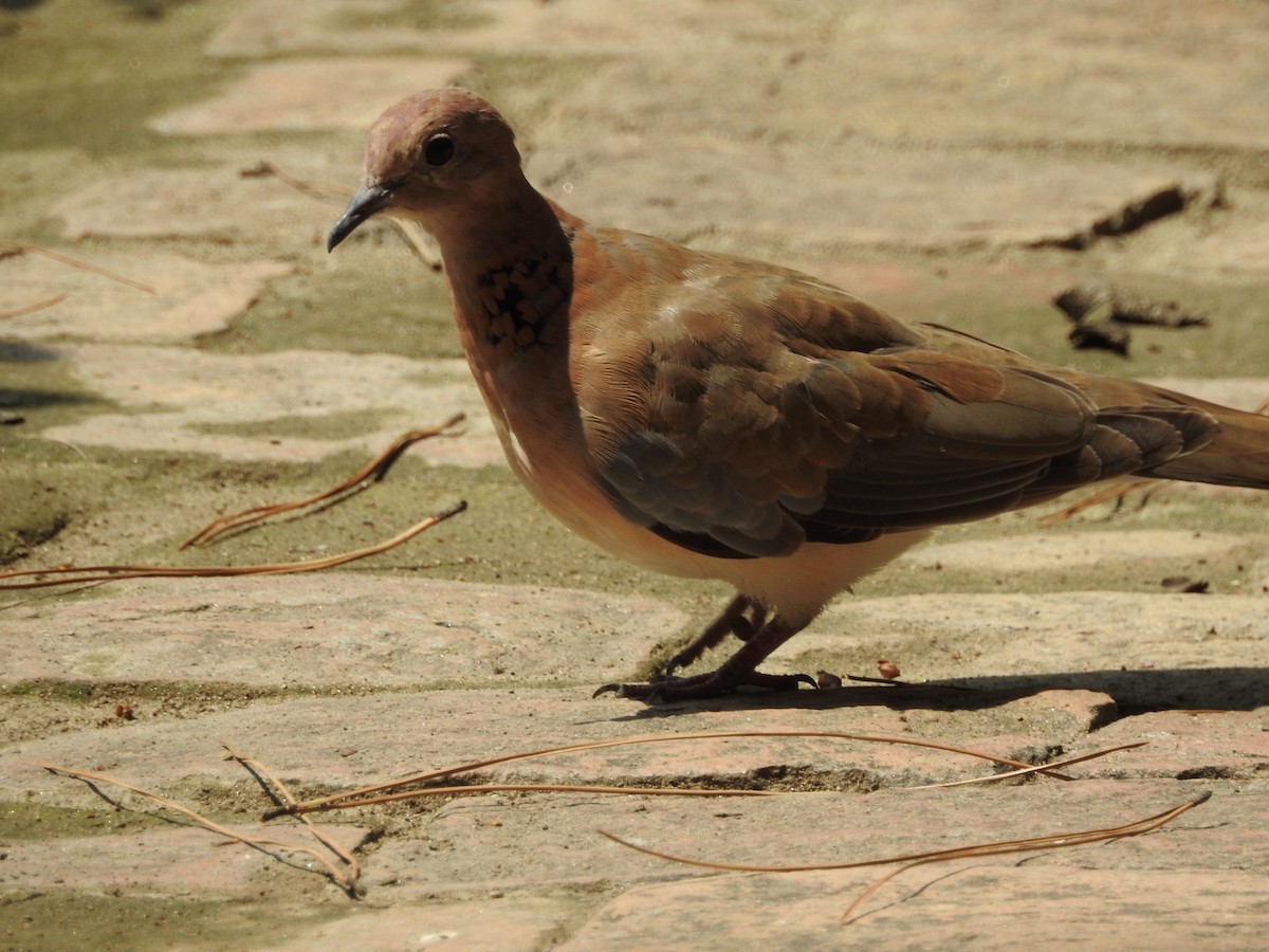 Laughing Dove - ML638353320