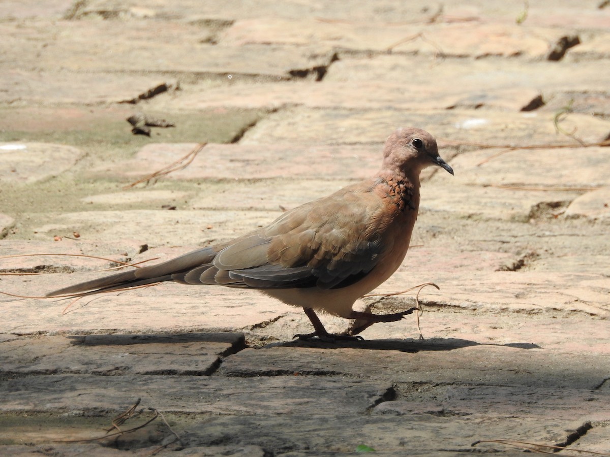 Laughing Dove - ML638353322