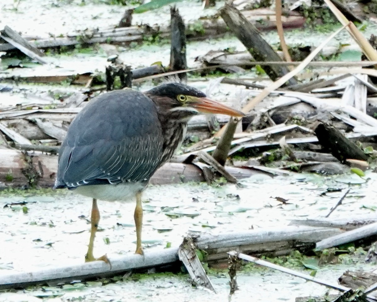 Koartzatxo berdea - ML638353323