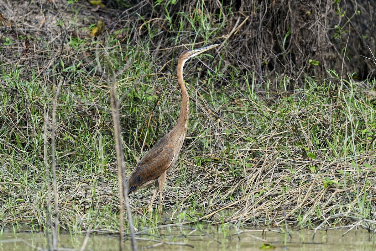 Purple Heron - ML638353378