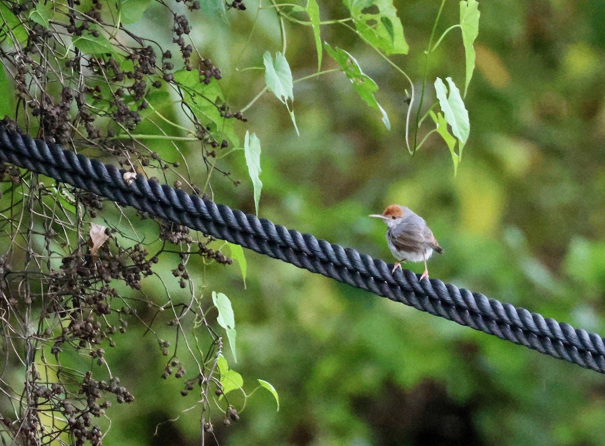 Cambodian Tailorbird - ML638353382