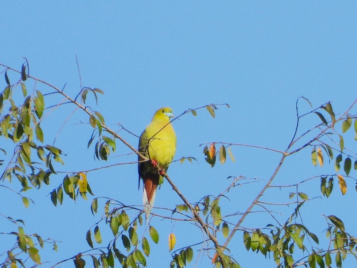Pin-tailed Green-Pigeon - ML638353384