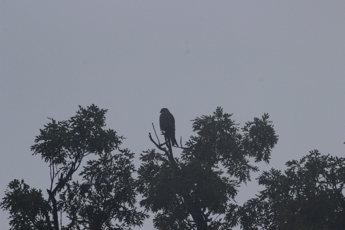 Mississippi Kite - ML638353385